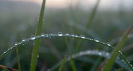 dew forms through condensation