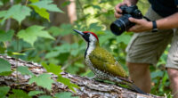 A photographer captured a weasel riding on the back of a green woodpecker