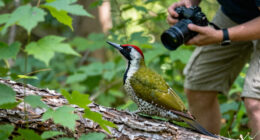 A photographer captured a weasel riding on the back of a green woodpecker