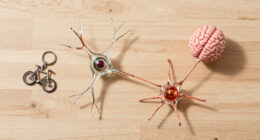 It takes two neurons to ride a bicycle (2004)