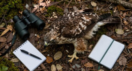 Big Bear eaglet falls from tree on livestream; status unknown