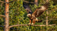 Big Bear eaglet ‘Sandy’ takes her first flight after steep fall from tree