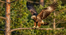 Big Bear eaglet ‘Sandy’ takes her first flight after steep fall from tree