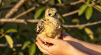 Jackie and Shadow's eaglet Sandy falls out of nest in accidental fledge in Big Bear