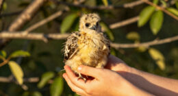 Jackie and Shadow's eaglet Sandy falls out of nest in accidental fledge in Big Bear