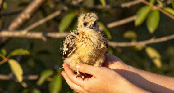 Jackie and Shadow's eaglet Sandy falls out of nest in accidental fledge in Big Bear