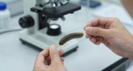 Snails' Teeth Beats Spider Silk As Nature's Strongest Material (2015)