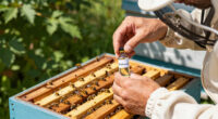 Spider Venom Kills Varroa Mites Without Harming Honeybees
