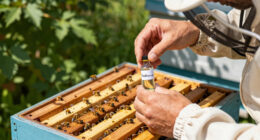 Spider Venom Kills Varroa Mites Without Harming Honeybees
