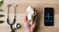 Why Does Every Mammal Get 1 Billion Heartbeats In Their Life?
