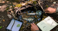 Artificial Beaver Dams Saw Juvenile Coho Salmon Survival Rates Go From 8% To 60%