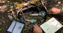 Artificial Beaver Dams Saw Juvenile Coho Salmon Survival Rates Go From 8% To 60%